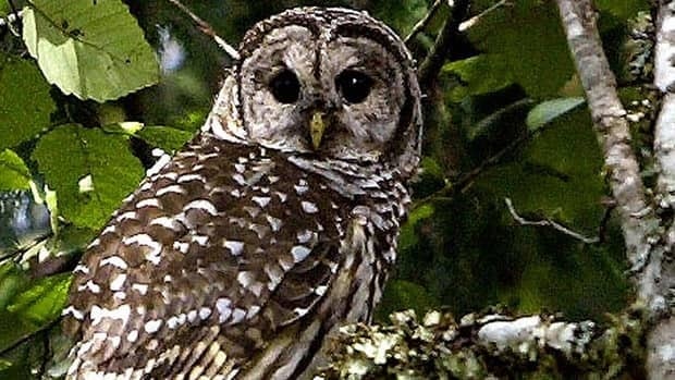 shooting of owls ok d to protect endangered species shooting of owls ok d to protect endangered species