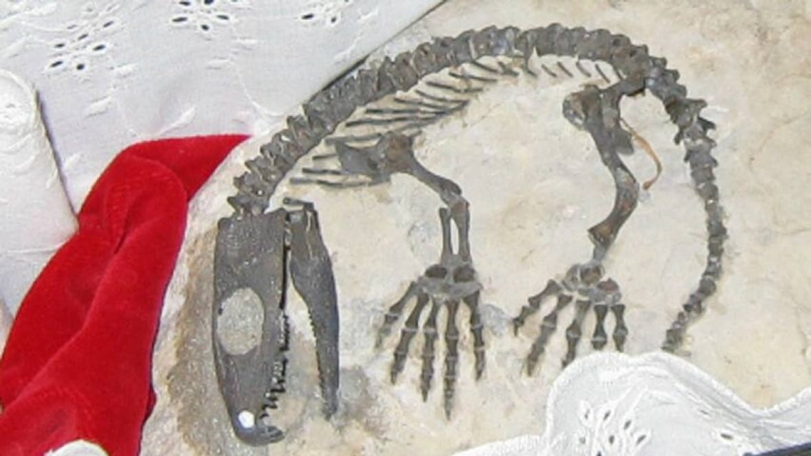 Tiny dinosaur fossil stolen Prince Edward Island CBC News