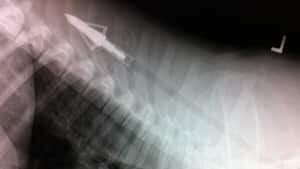 mi-ott-dogxray-300