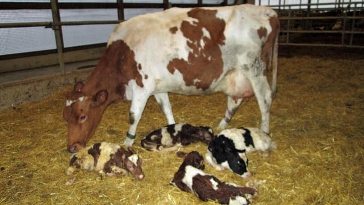 Rare triplet calves born at Ontario dairy farm Windsor CBC News