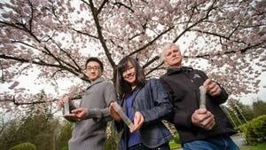 hi-bc-130410-cherry-blossoms-4col