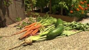 li-veggies