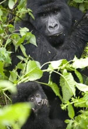 si-gorillas