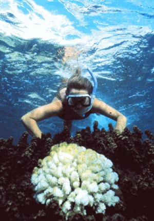 si-barrier-reef