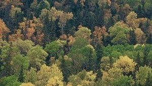 hi-852-forests-cp-216259-4col