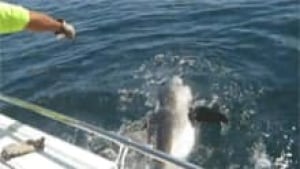 nb-shark-fishing-research-tag