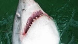 nb-shark-fishing-research