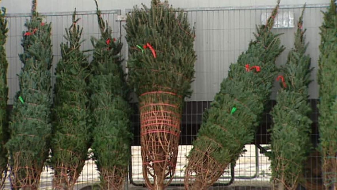 ikea s christmas tree sale worries winnipeg group ikea s christmas tree sale worries winnipeg group
