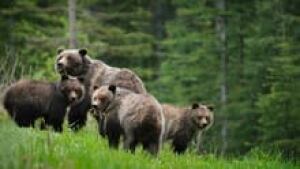hi-bears-smith-3col