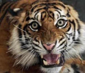 si-tiger