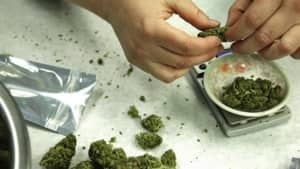 hi-marijuana-washington-852-4col