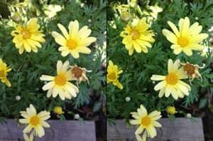 iphone-5-camera-300
