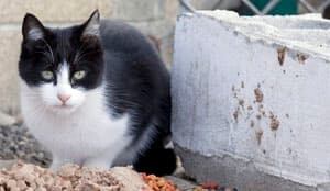 sm-300-feral-cat-yakima-01888559