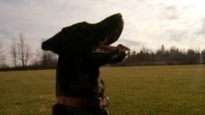 hi-ottawa-ozzy-dog300