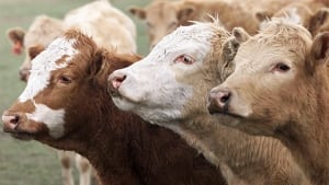 cows in High River, Alta.