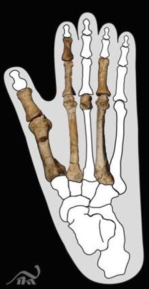 sm-220-foot-with-gorilla-foot-image-nature-image4