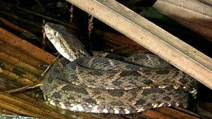 hi-bc-1303212-wikipedia-caspar-bothrops-asper-4col