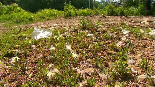 hi-bc-130605-abbotsford-homeless-manure-8col