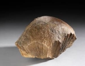 sm-250-bonehead-fossil-brian-boyle-rom-56220