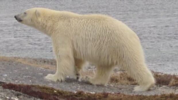 nl-polar-bear-tong-201204