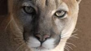 si-cougar-4115336-220