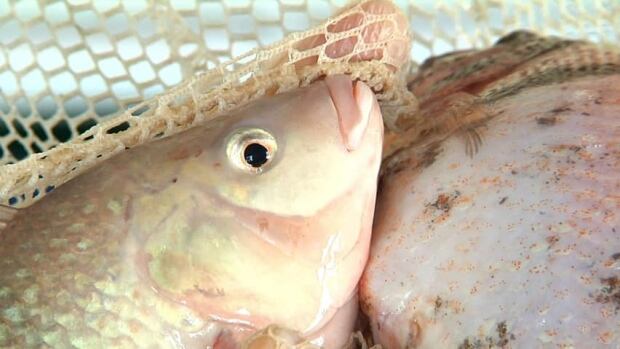 tilapia-852