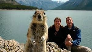 mi-squirrel-popup-300
