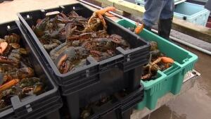pei-lobster_852x479_1-8col