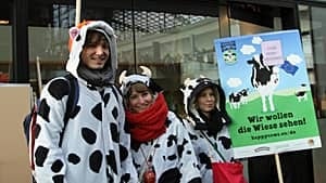 mi-300-cow-protesters