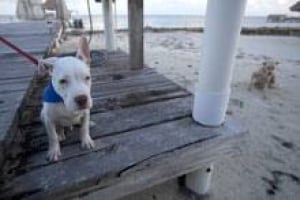 si-mcafee-dog-220-03593868