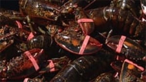 nb-lobster