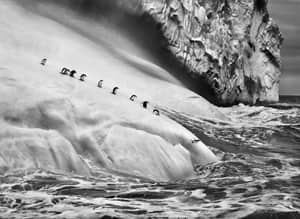 pi-salgado-penguins-300