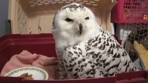 hi-bc-121226-snowy-owl-hungry-4col