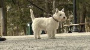 ns-westie-dog_220x124_1