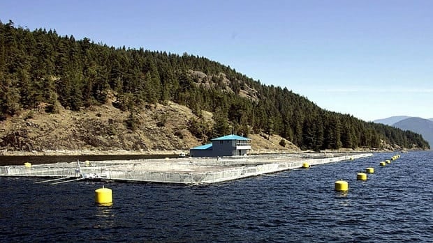salmon farming in british colombia Salmon farming operations face protests, occupations in bc, legislative scrutiny in washington state published november 13, 2017 at 6:00 am atlantic salmon farming in washington and british columbia waters faces ongoing scrutiny that is putting the industry in jeopardy. salmon farming in british colombia Salmon farming operations face protests, occupations in bc, legislative scrutiny in washington state published november 13, 2017 at 6:00 am atlantic salmon farming in washington and british columbia waters faces ongoing scrutiny that is putting the industry in jeopardy.