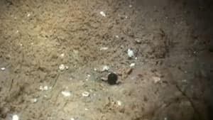 oil-leak