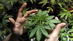 mi-marijuana-cp-04801570