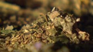 nl-herbs-outside-package-300-20130226