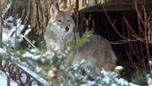 li-urban-coyotes-620-033810