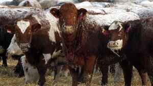 hi-beef-cattle-615754
