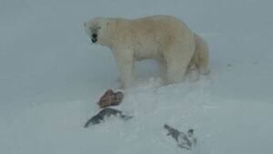mi-polar-bears