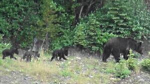 si-bear-94-300