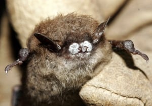 Bat white-nose syndrome