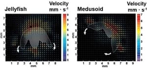 si-jelly-velocity