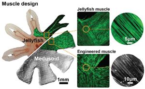si-jelly-muscle