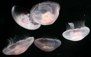 si-moon-jellies