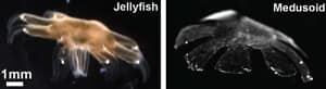 si-jelly-body