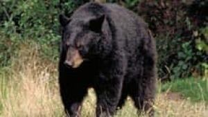 si-nb-black-bear-220