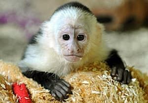 ii-monkey-cp-300-04797140