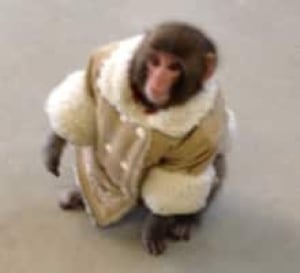 si-220-monkey-pic